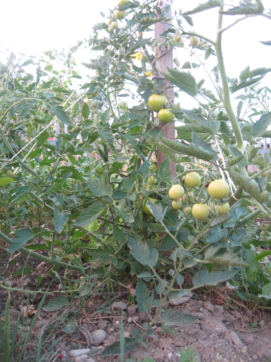 Bild Tomaten und Bl&uuml;ten