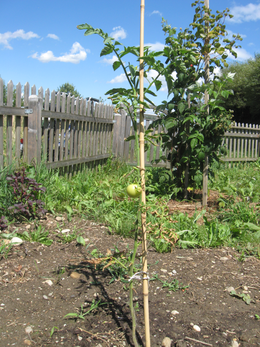 Bild geheilte Tomatenstaude