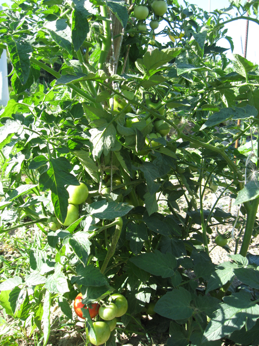 Bild Tomatengenerationen