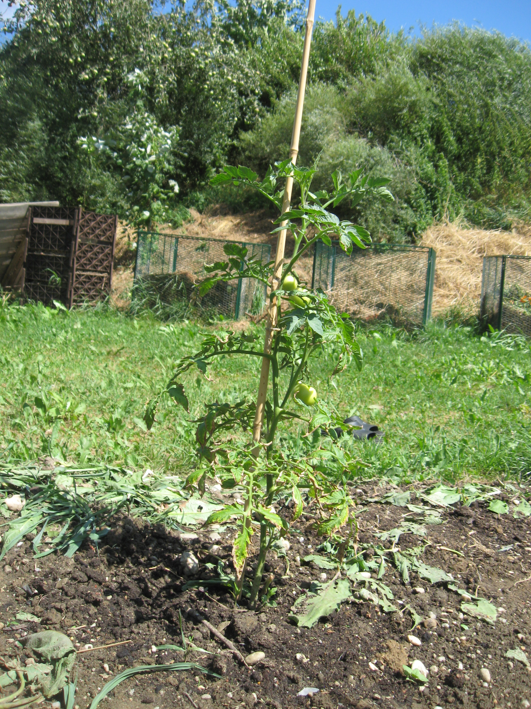 Bild geheilte Tomatenstaude